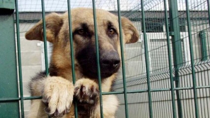 Calci e pugni ad una cagnetta, condannato anche in appello