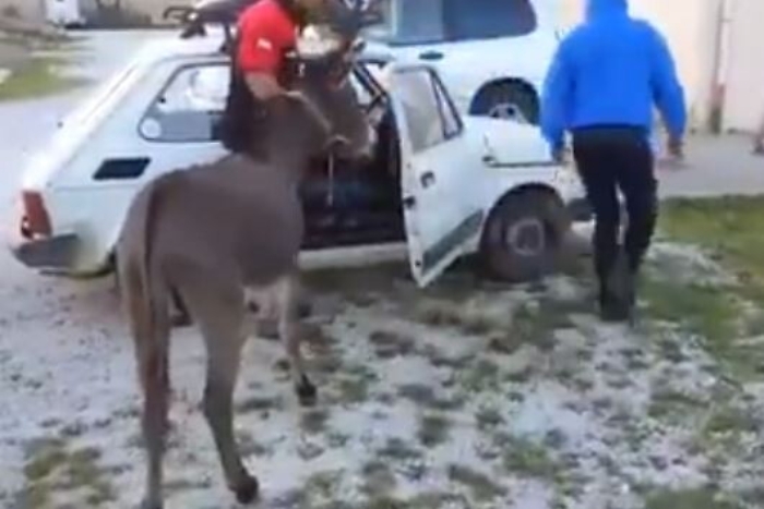 Costrinse un asinello a entrare in una 126, processato per maltrattamento d'animali