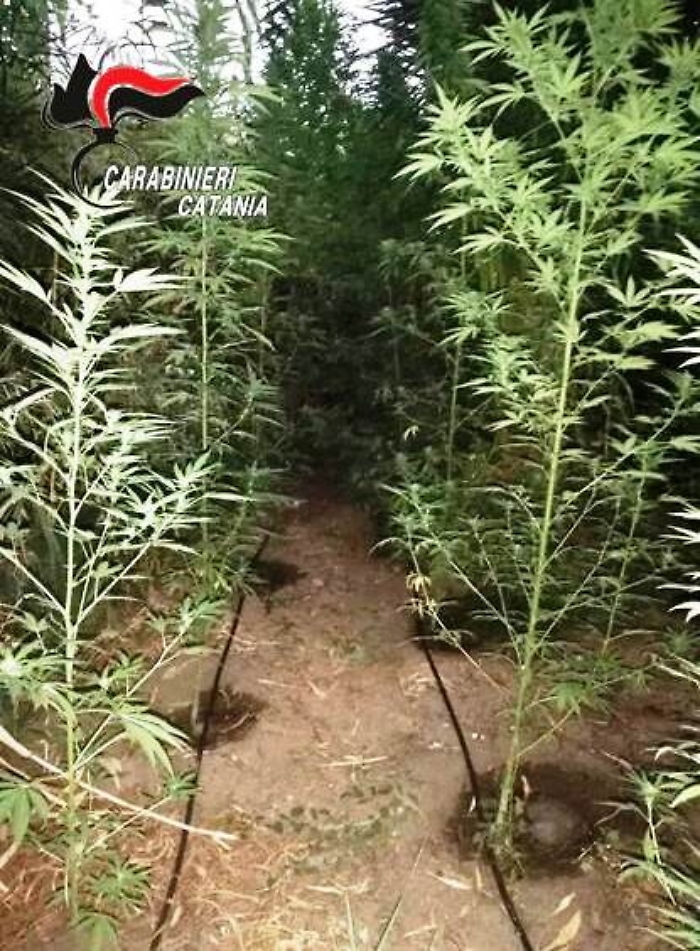 Villaggio Jonio, la piantagione di canapa indiana a due passi dal mare