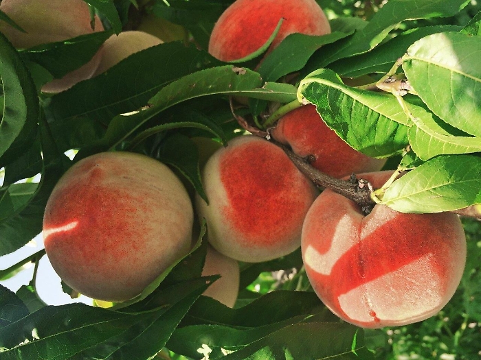 Dal 30 agosto al 1 settembre torna la Sagra PescaBivona 