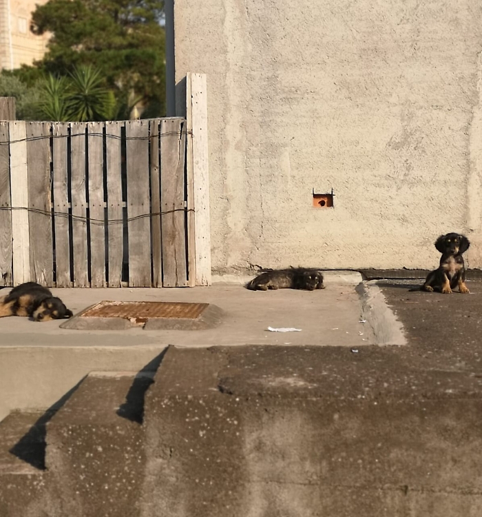 Castiglione di Sicilia (CT) : cani abbandonati che disturbano il sonno!
