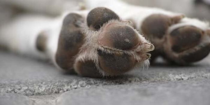 Orrore a Naro, tre cuccioli di cane scaraventati sull'asfalto: uno &egrave; morto