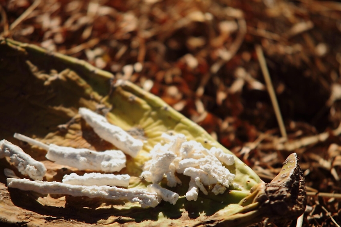 Consorzio Manna Madonita, a Papa Francesco donato il cibo piovuto dal cielo