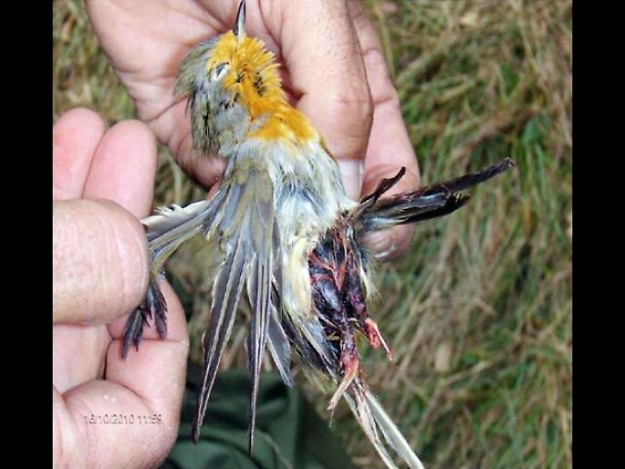 Sequestro 3.700 uccelli specie protette