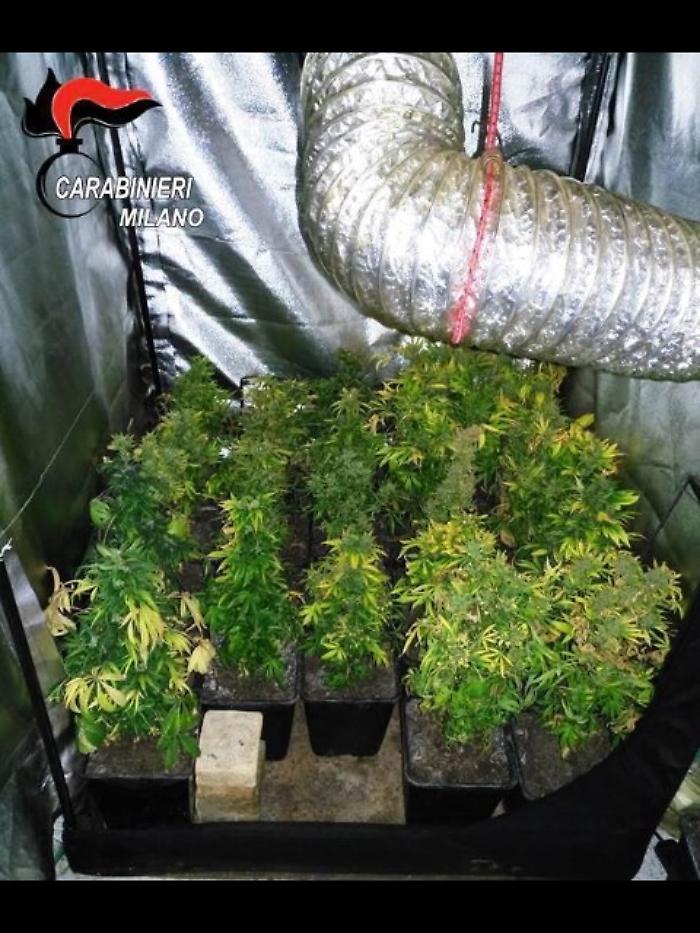 Allaga casa, vigili trovano serra droga