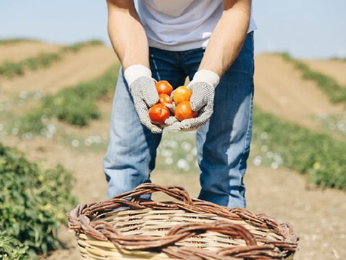 Produzione agricola, si perde il 40% 