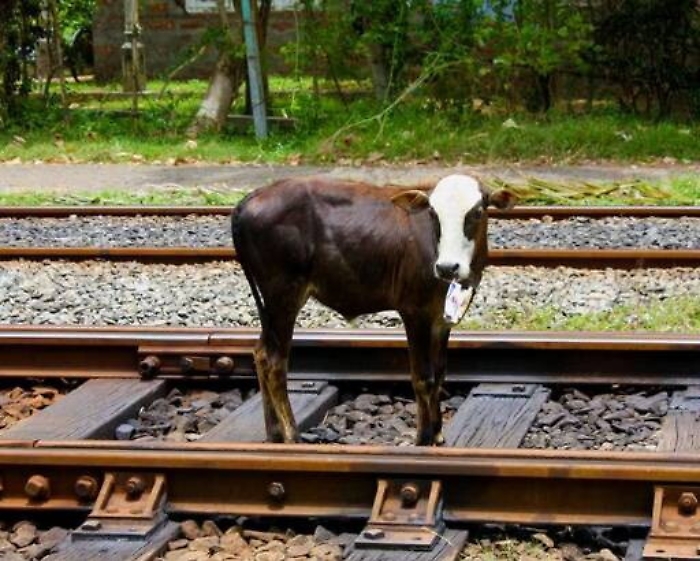 Caltanissetta, treno locale investe due bovini