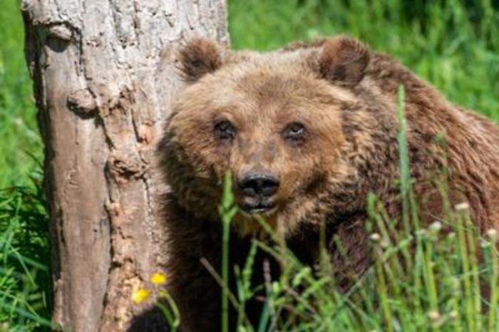 Animali: morta Yoga, orsa simbolo del Parco nazionale d'Abruzzo