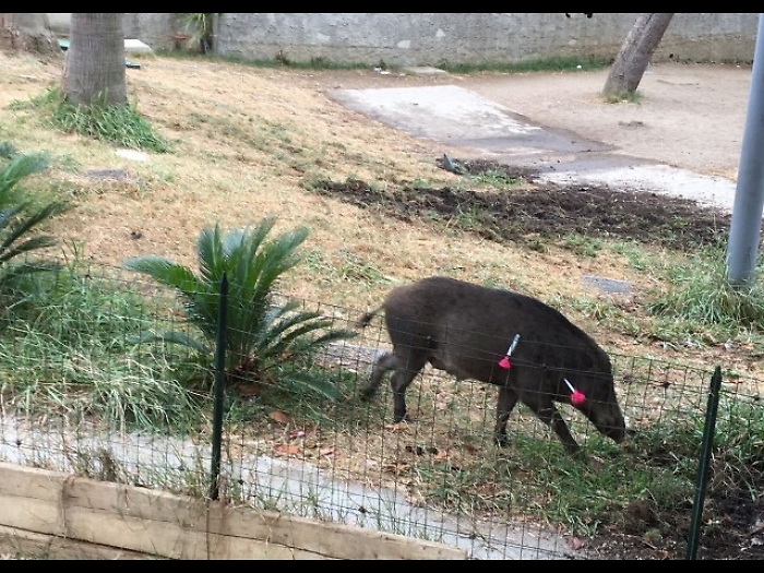 Caccia cinghiali con arco, s&igrave; a mozione
