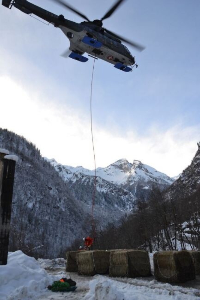 Balle di fieno da elicottero per bovini intrappolati dalla neve