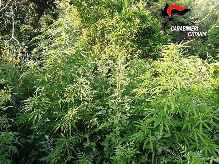Mascali, sorpresa ad annaffiare piantagione di marijuana, arrestata vedova
