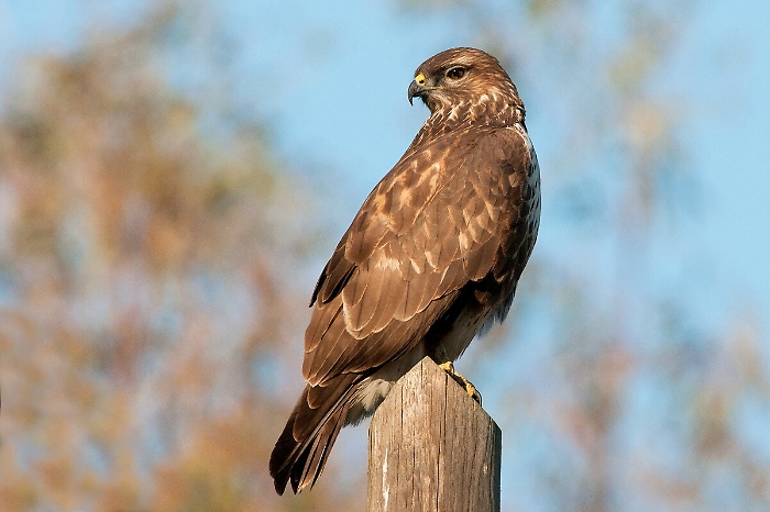 Poiana soccorsa e salvata a Lentini