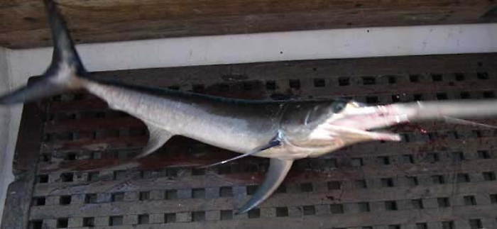 Siracusa, sacche con pescespada sottomisura: 16 esemplari sequestrati