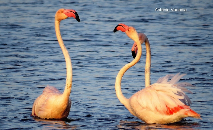 Alle Saline di Augusta lo spettacolo offerto dalla natura