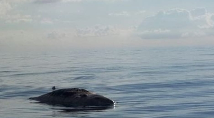 Carcassa di capodoglio al largo di Stromboli: &egrave; il quinto caso in una settimana