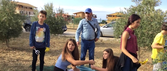 Il plesso "Federico II" di Agrigento a lezione...di raccolta di olive