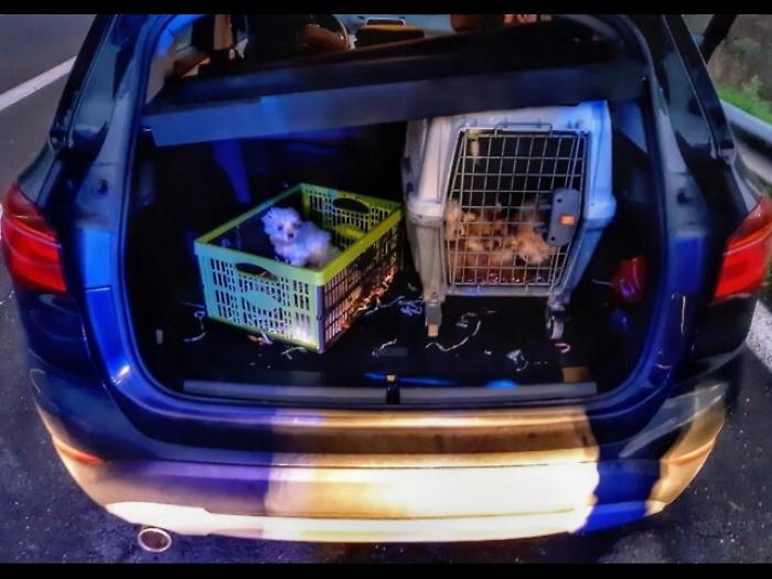 Cuccioli nascosti in portabagagli