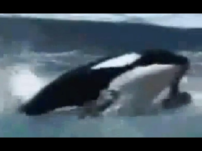 Usa: addio a Tilikum, l'orca assassina