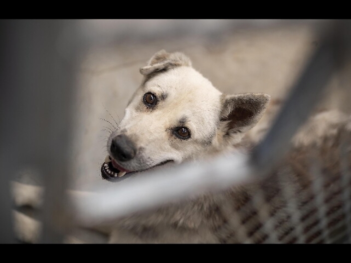 'Tinder' per cani, trova padrone giusto