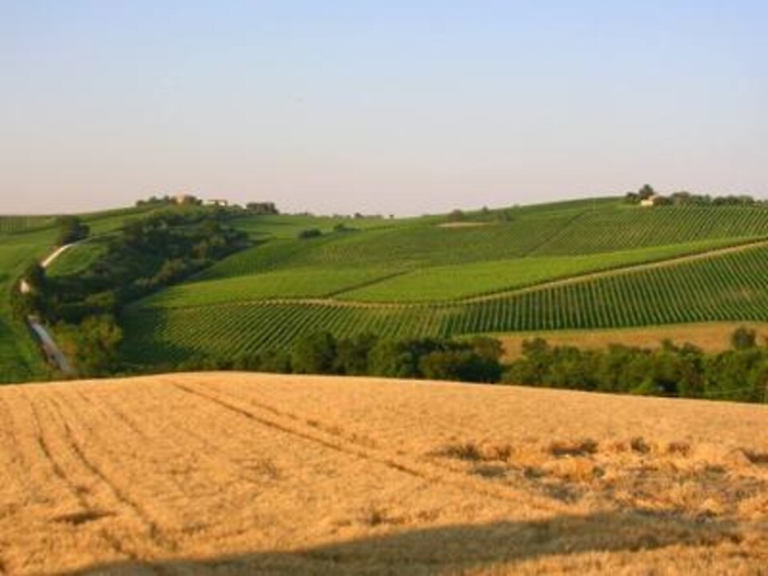 Torna la cicerchia nelle Marche, regina dei legumi poveri ha rischiato l'estinzione