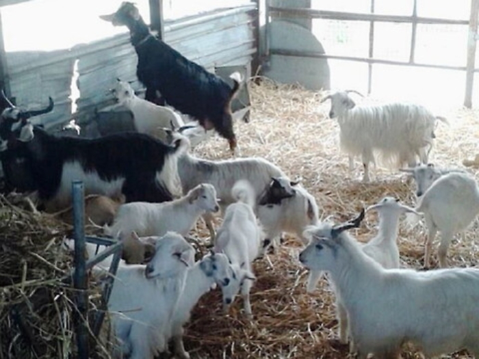 Sequestrati duecento capi di bestiame non &laquo;tracciati&raquo;