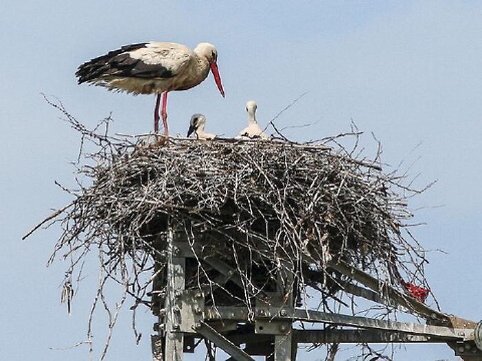 Cicogne bianche sui tralicci Enel della Piana di Catania