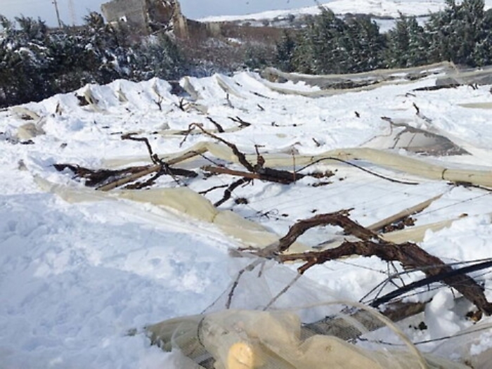 Canicatt&igrave;, l'emergenza si sposta nelle campagne. Danni per milioni all'agricoltura