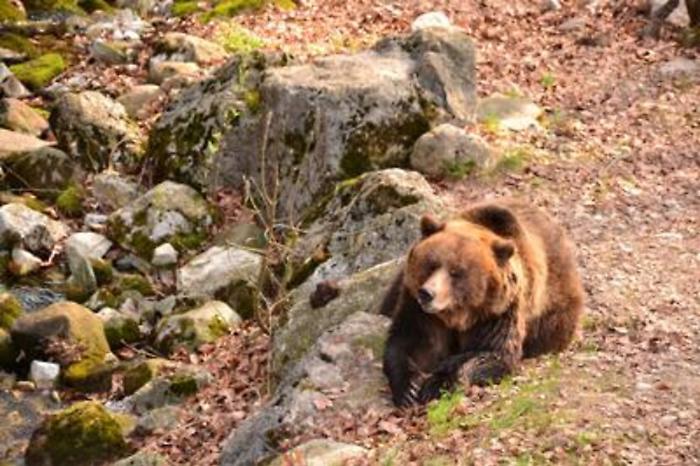 Orso bruno a rischio, arriva il progetto europeo