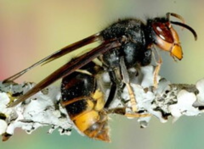 Estate: api, vespe e calabroni all'attacco, i consigli anti-allergia