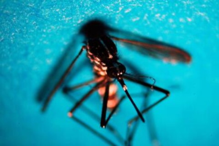 Sanit&agrave;: Oms, Algeria e Argentina malaria-free