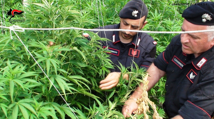 Santa Croce Camerina, scoperta maxi piantagione di marijuana