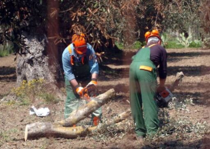 Allarme Xylella nel Ragusano Sono stati segnalati due focolai