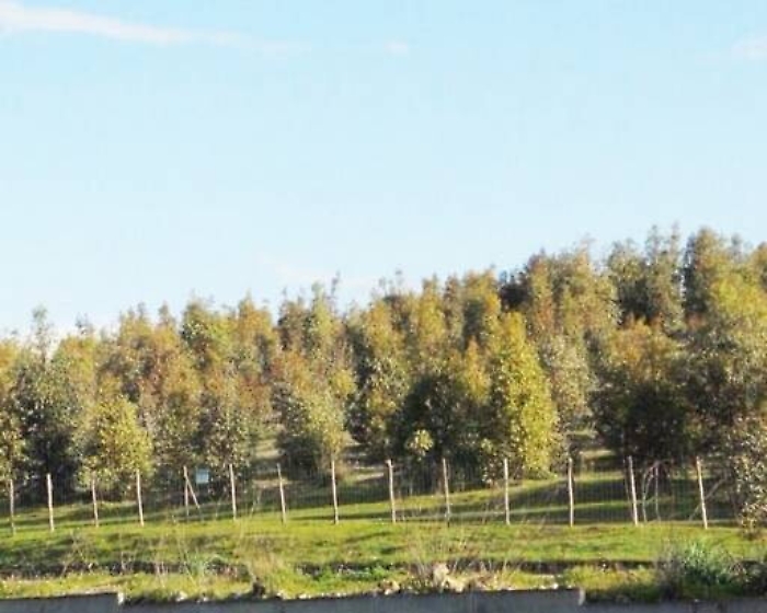 Caccia: denunciati sette bracconieri nel Palermitano