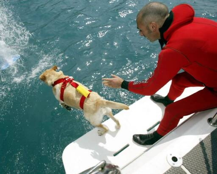 Cani bagnini: domani a Mondello una simulazione di salvataggio