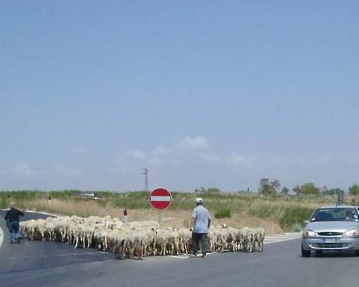 VIDEO Gregge di pecore blocca transito in autostrada