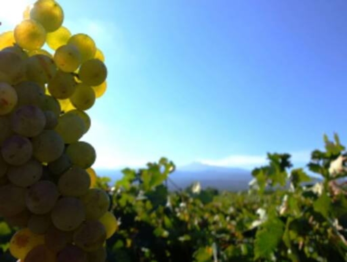 Vino, riparte "Sicilia en primeur": una vetrina del territorio