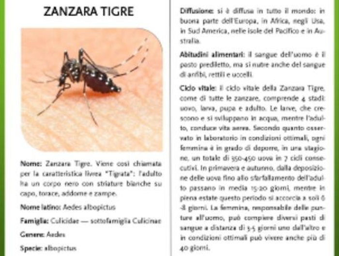 In arrivo la zanzara tigre massima allerta in Sicilia