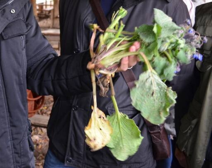 Ingeriscono mandragora, gravi madre e figlia a Palermo