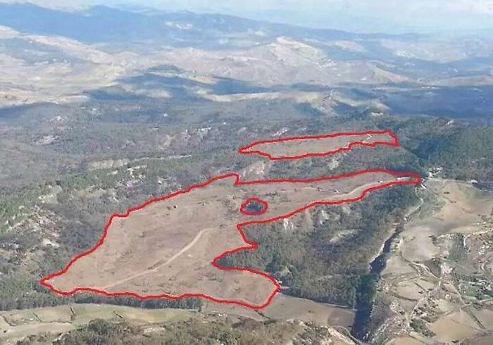 L’infinita strage di eucalipti in Sicilia alla Regione solo un euro ad albero