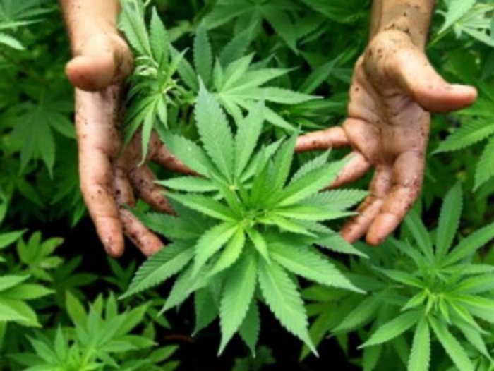 Matteo, #fallagirare: ecco la campagna dei Giovani Democratici per l&rsquo;erba libera