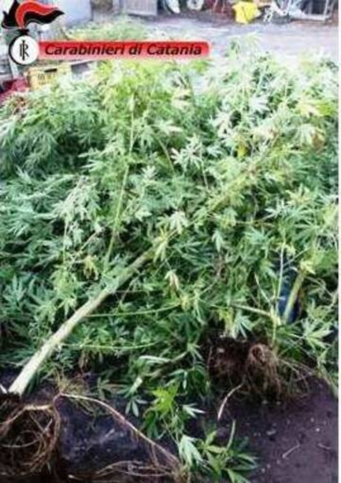 Misterbianco, coltivava canapa indiana: arrestato pensionato