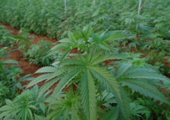 &ldquo;Operazione fumo di Londra: 14 ordinanze cautelari nel Messinese