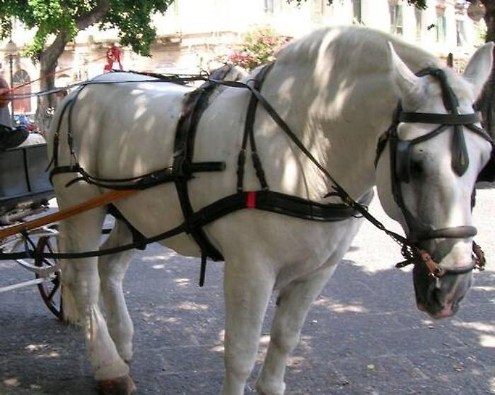 Palermo, transita fuori centro: multato cocchiere