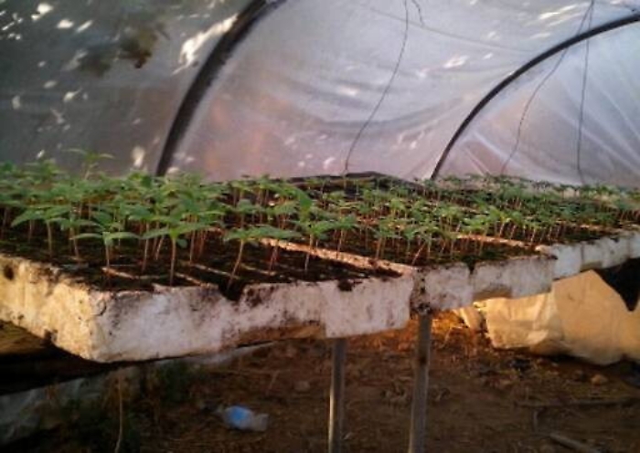 Piantagione di canapa indiana in serra, arrestato nel siracusano