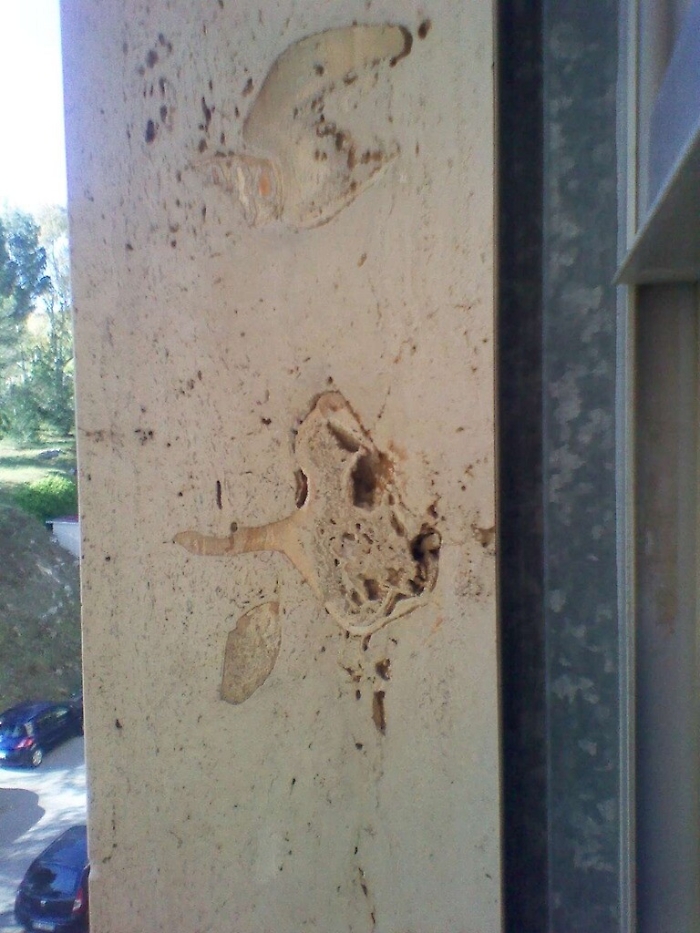 Ragusa, guarda finestra dell’ospedale e scopre i resti fossili di un elefante nano