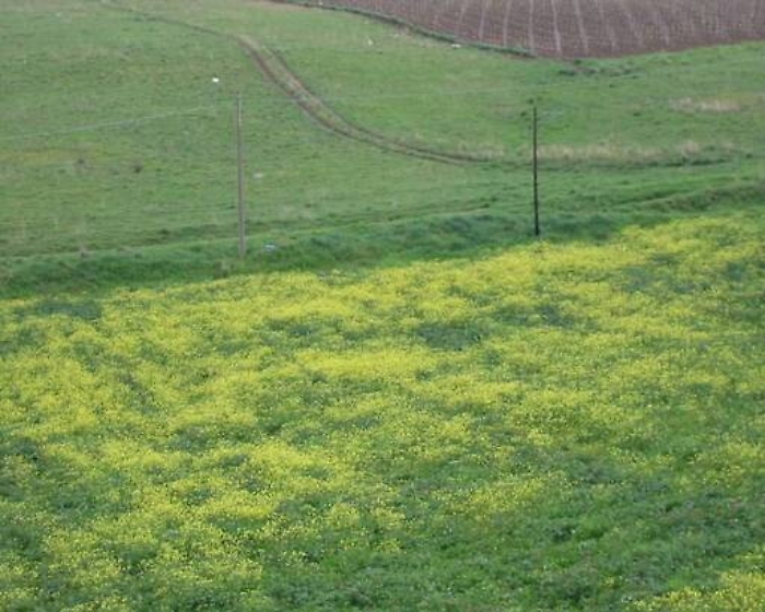 San Cataldo, primi verbali dei vigili urbani per chi non elimina l’erba