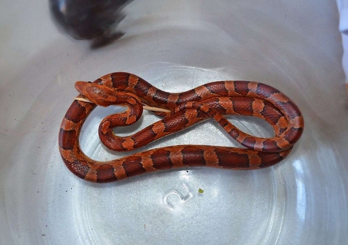 Serpente tropicale sul bordo di una strada Allarme di Legambiente &laquo;Chi l&rsquo;ha portato qui? &raquo;