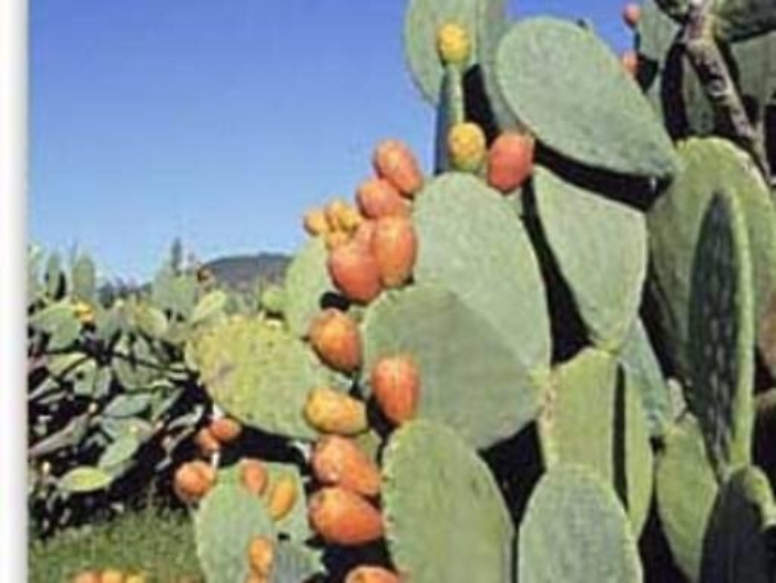 Sicilia a km zero circuito d’eccellenza dei prodotti locali