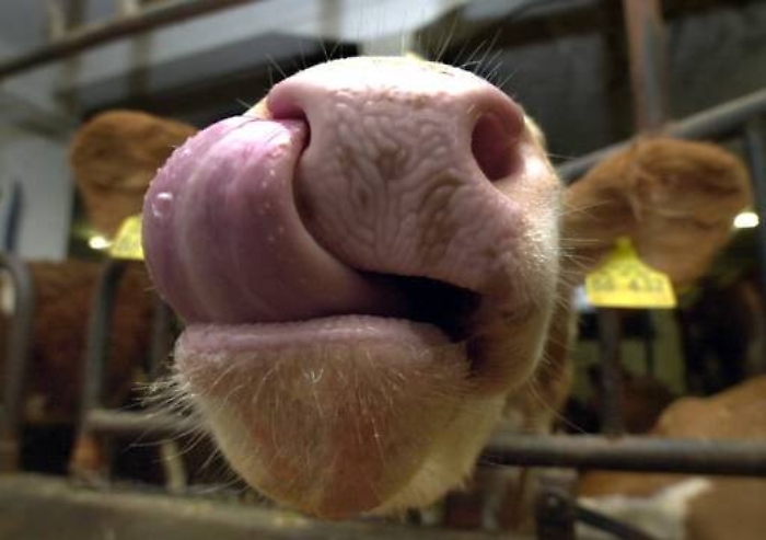 Sicilia alla guerra del prezzo del latte Quello ovino pagato meno che in Sardegna