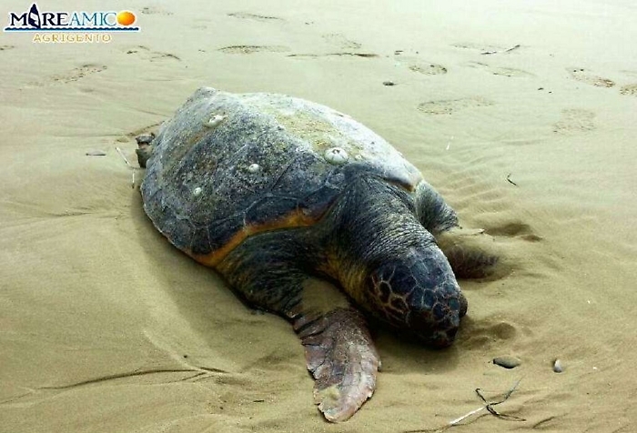 Marina di Modica, terzo nido di Caretta caretta: ordinanza del sindaco